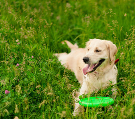 Happy white dog golden retriever looking at his owner in summer park on sunny day. Closeup portrait of white retriever dog outdoors. Banner