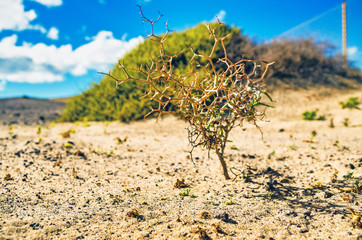 Tree in the Desert