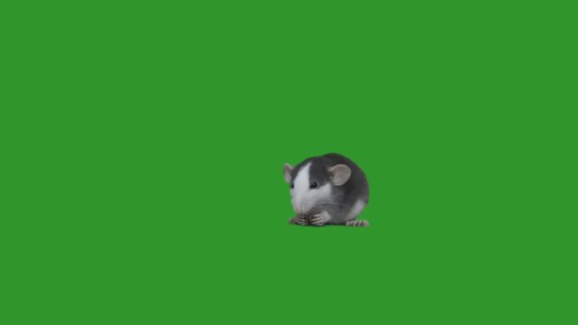 funny rat dumbo eats on green screen