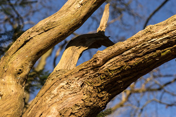 close up of old branches on tree