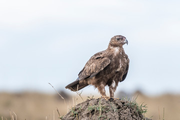 Eagle looking for prey in Maasai Mara