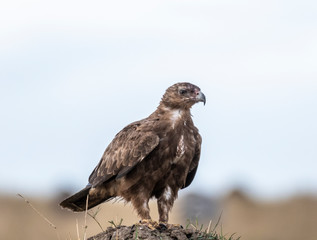 Eagle looking for prey in Maasai Mara