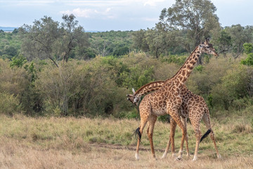 Male and female Giraffe love making in Maasai Mara