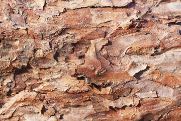 Pine tree brown bark texture. Forest closeup macro background.