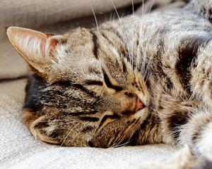 little gray cat sleeping on a couch, portrait style