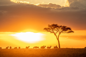 Fototapeta na wymiar Zebras grazing in groups at sunset in Mara triangle during migration season