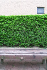 ベンチと生垣とマンション