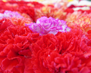 carnation flowers as a natural background, focus on pink and strong front and back blur