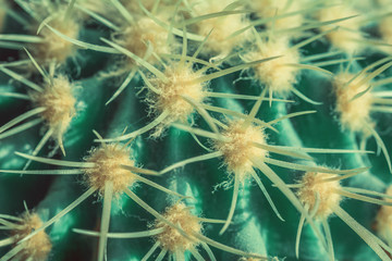 Macro view of green cactus with long spines as a background, Echinocactus type