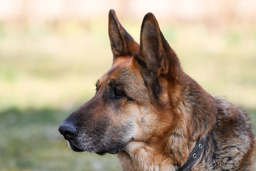 Beautiful view of garden with laying german shepherd dog.