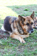 Beautiful view of garden with laying german shepherd dog.