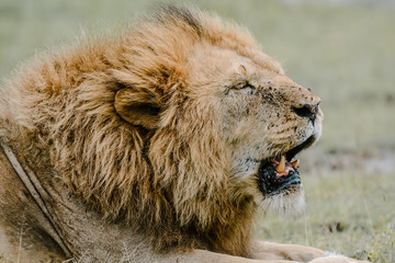 Portrait Lion in Serengeti