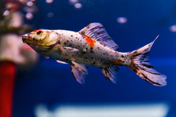 Shubunkin Goldfish swimming in new fresh water aquarium tank.
