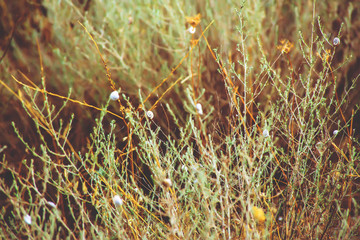 White little snails on the grass. Nature. Summer