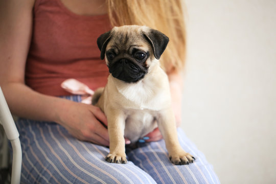 Funny grown-up Pug puppy with ears on hands,jeans