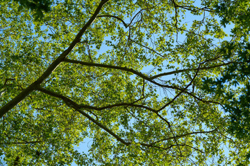 Obraz premium Spring in the forest