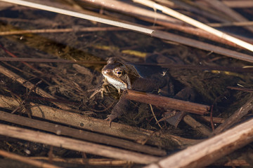 Frog basks in the sun. Spring came. Frog's macro eyes.