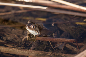 Frog basks in the sun. Spring came. Frog's macro eyes.