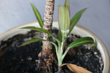 Pseudococcidae at Dracaena leaves in flower pot. Long-tailed mealybug, Pseudococcus longispinus...