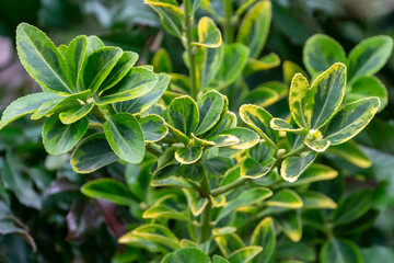 Fototapeta na wymiar Selective focus Euonymus japonicus Aureo-Marginata with variegated green-yellow leaves on blurred green background. Elegant background for natural design.