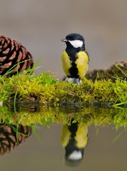 Great tit, parus major.