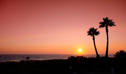 Sunset with palms in Cadiz, Spain.
