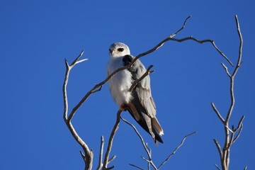 Gleitaar (Elanus caeruleus) im Kgalagadi Transfrontier Nationalpark in Südafrika. 