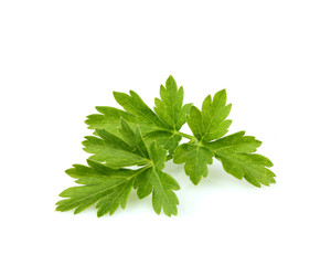 Parsley leaves closeup isolated.