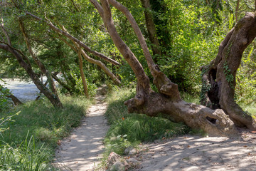 Narrow path in the forest near the river
