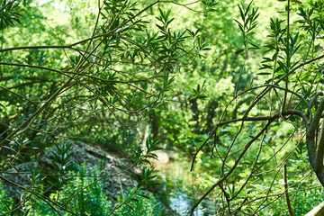 Spring in the forest