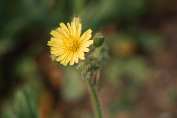 Obraz premium flower in garden