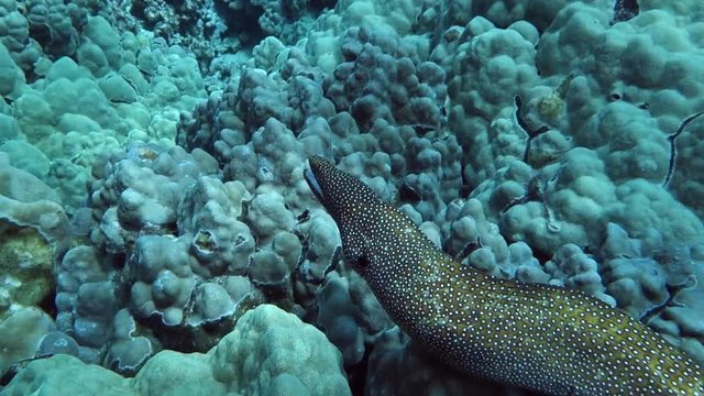 Underwater: Whitemouth Moray Eel Swimming in Coral Reef in Big Island, Hawaii
