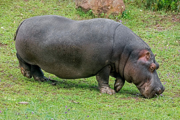 Hippopotamus on the lawn eating grass. Latin name - Hippopotamus amphibius