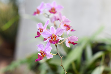 the new purple orchid flower grows with a stick protruding