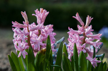 Obraz premium purple flowers in the garden