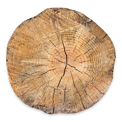 Tree cross section slice cut out isolated on white background.
