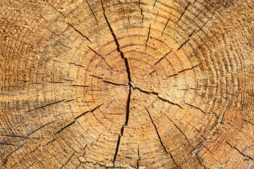 Wood tree cross section slice texture.