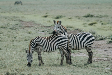 Obraz na płótnie Canvas Zebra in National park Manyara Tanzania