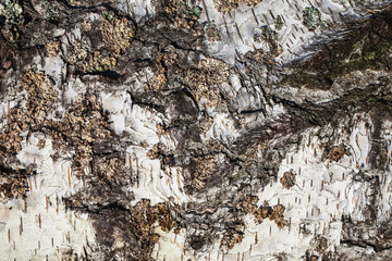 Birch white tree bark pattern texture. Forest wood background.