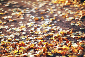 Fallen yellow leaves background / Blurred yellow autumn background with leaves on the ground, Indian summer, October leaves