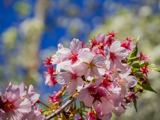 Super cherry blossom at Peter F. Schabarum Regional Park, Hacienda Heights