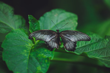 Beautiful butterfly sits on the green leaves of a tree branch. Close-up