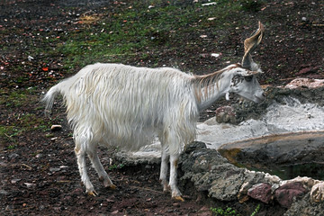 Fototapeta premium White domestic goat with spiral horns. Latin name - Capra hircus 
