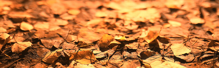 long narrow background autumn leaves /