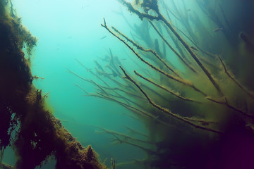 Naklejka na ściany i meble mangrove forest underwater photo / flooded trees, unusual underwater landscape, ecosystem nature underwater