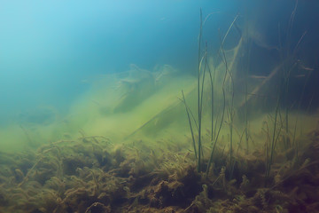 Fototapeta na wymiar ecosystem underwater pond / landscape underwater photo diving in fresh water, green world algae and fish in river depth