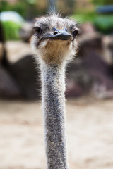 fluffy ostrich head