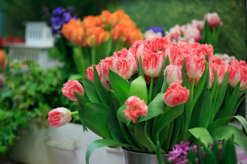 Multi-colored tulips in the window of a flower shop.