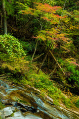 兵庫県・自然林、渓流の始まり