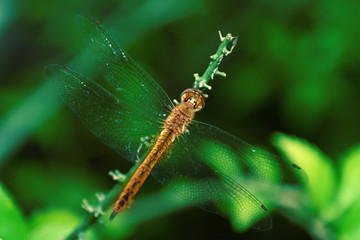reddish yellow dragonfly with transparent clear wings